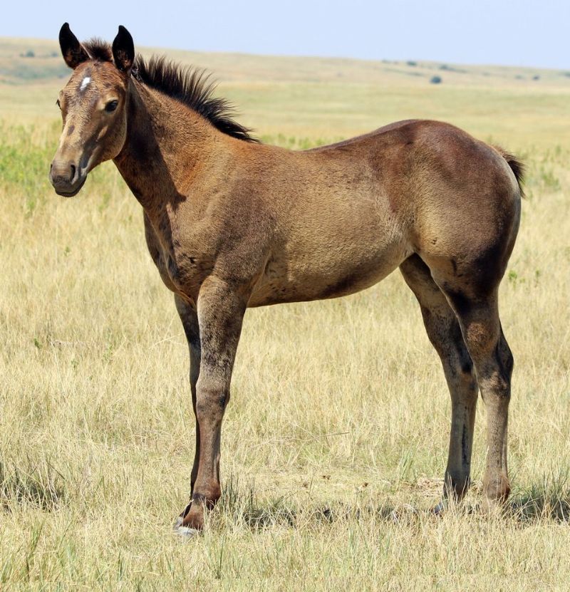 040 - Flit Miss Driftwood filly